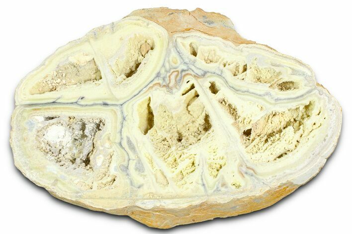 Clay Canyon Crandallite and Wardite - Old Collection Stock #362020